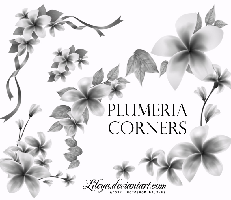 Plumeria Corners Photoshop brush