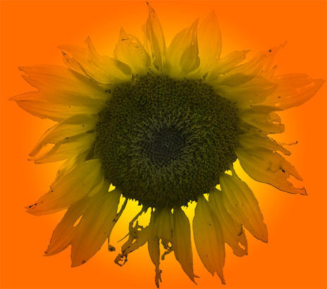 large sunflower brush light photoshop