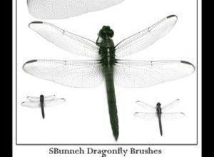 Dragonfly Brush Photoshop brush