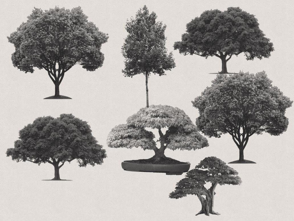 7 Free Trees PS Brushes Photoshop brush