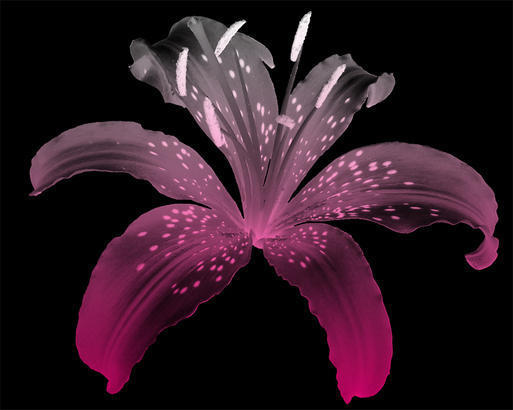 Lily Flower Brush Photoshop brush