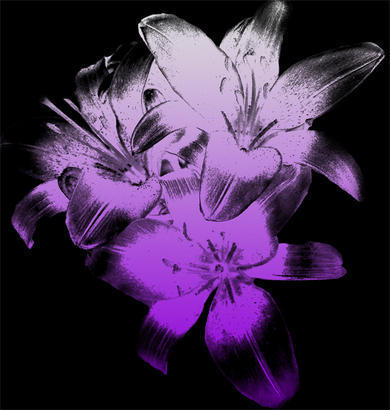 Lily Flowers Brush Photoshop brush