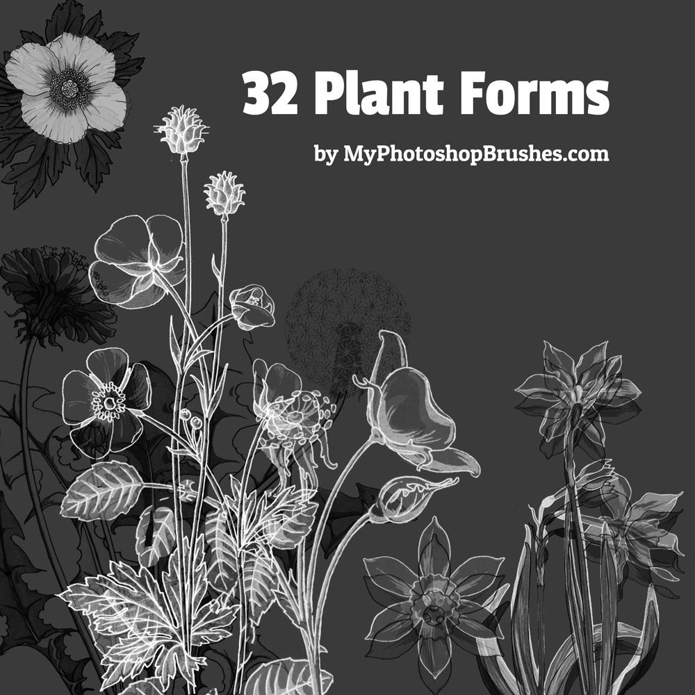 32 Plant Forms Brushes Photoshop brush