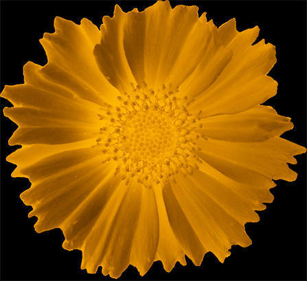 Small Glowing Sunflower Brush Photoshop brush