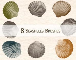 8 Seashells Brushes Photoshop brush