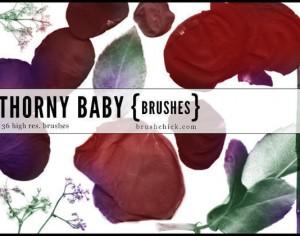 Thorny Baby Rose Brushes  Photoshop brush