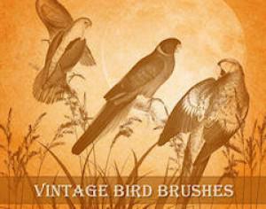 Vintage Bird Brushes Photoshop brush