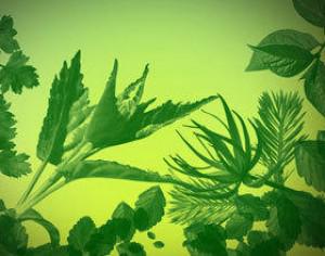 32 Ultra Photoshop Quality Leaf Brushes Photoshop brush