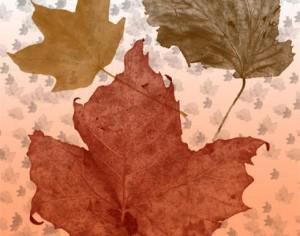 Fall Leaves Brush Pack Photoshop brush