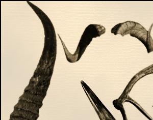 Horn Brushes Photoshop brush