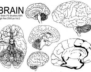 20 Brain PS Brushes ABR.Vol.2 Photoshop brush