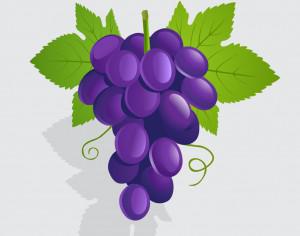 Vector illustration Grapes Photoshop brush